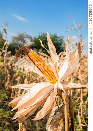 Growing corn on a farm. Close-up of dry yellow corn cobs ready for harvest at the farm. Agriculture and farming. 110789906