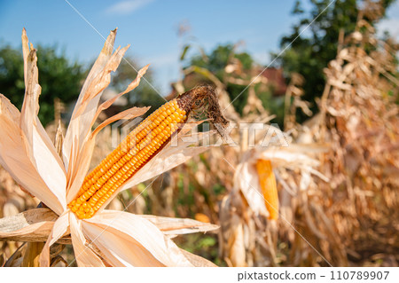 Growing corn on a farm. Close-up of dry yellow corn cobs ready for harvest at the farm. Agriculture and farming. Growing corn on a farm. Close-up of dry yellow corn cobs ready for harvest at the farm. Agriculture and farming. 110789907