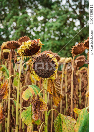 Sunflower harvesting season in autumn. Harvesting seeds Dry ripe sunflower close-up on soft blurred field background. 110789911