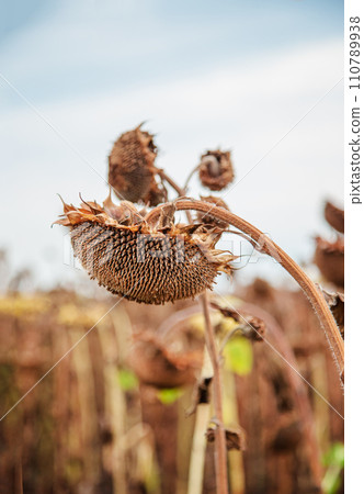Sunflower harvesting season in autumn. Harvesting seeds Dry ripe sunflower close-up on soft blurred field background. Sunflower harvesting season in autumn. Harvesting seeds Dry ripe sunflower close-up on soft blurred field background. 110789938