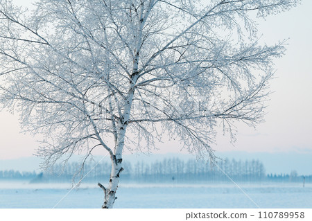 White birch with hoarfrost White birch with hoarfrost 110789958