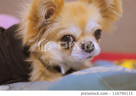 狗狗 狗狗 110790115