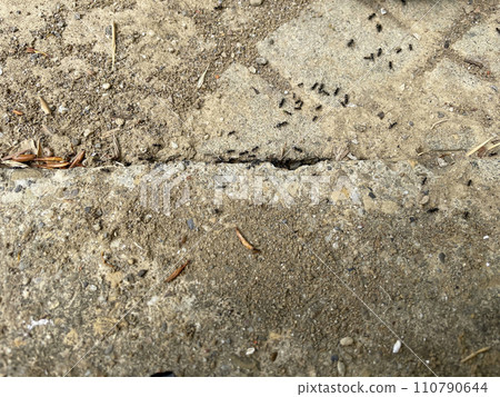 螞蟻具有在任何地方生存的活力 110790644