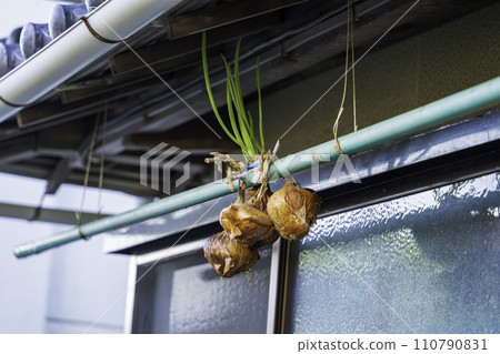 屋簷下掛著乾洋蔥 屋簷下掛著乾洋蔥 110790831