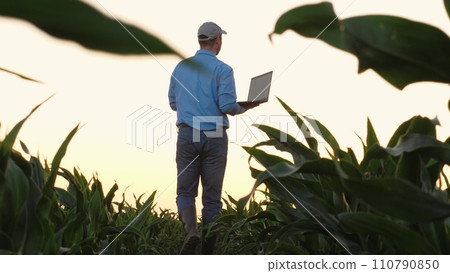 Adult agriculturist inspects corn growth using laptop at country field Adult agriculturist inspects corn growth using laptop at country field 110790850