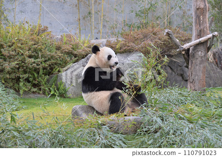 Yuihin eating bamboo deliciously 110791023
