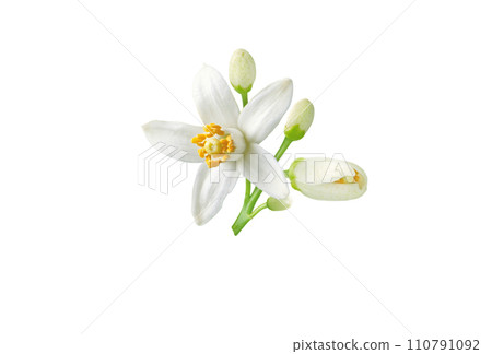 Neroli flower and buds branch isolated on white Neroli flower and buds branch isolated on white 110791092