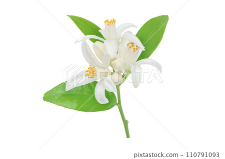Orange tree flowers leaves and buds branch isolated on white 110791093