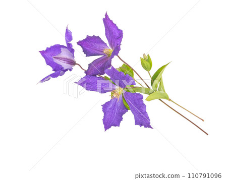 Purple flowers, leaves and buds bunch isolated on white 110791096