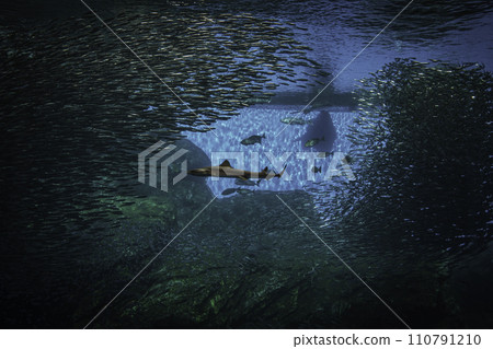 許多魚在水中游泳 110791210