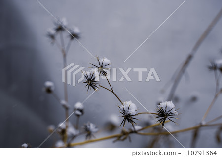 snow hat on lily 110791364