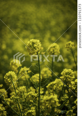 Yellow carpet in the field of rape blossoms 110791373