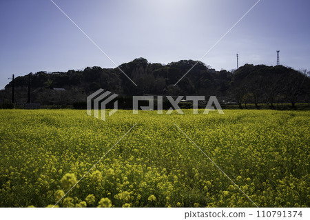 Landscape with rape field 110791374