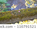 Autumn leaves that feel autumn 110791521