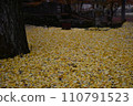 Carpet of Ginkgo 110791523