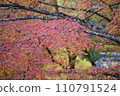Clear autumn leaves 110791524