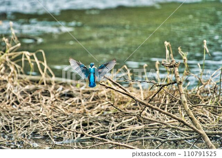 Kingfisher 110791525