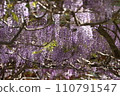 wisteria flowers in full bloom 110791547
