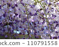 white wisteria flower close up 110791558
