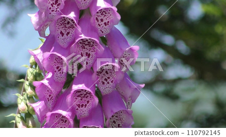 Digitalis flowers Digitalis flowers 110792145