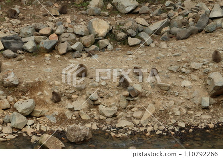 猴子們湧向地獄谷猴園的河岸 猴子們湧向地獄谷猴園的河岸 110792266