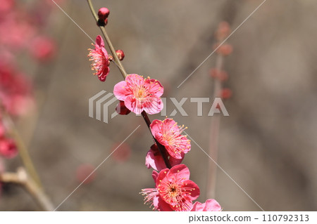 Plum blossom Plum blossom 110792313