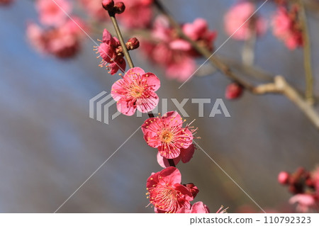 Plum blossom  110792323