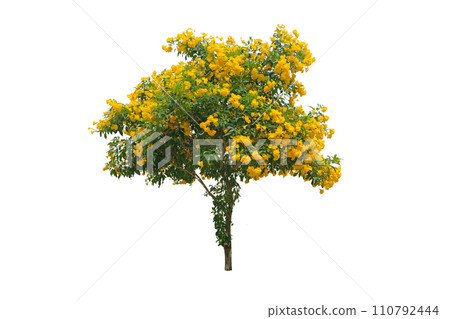 Tecoma stans (Yellow Bells) is a showy semi-evergreen shrub Tecoma stans (Yellow Bells) is a showy semi-evergreen shrub 110792444