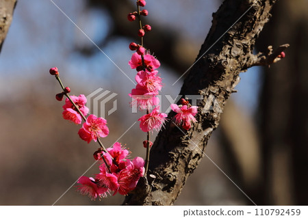 Ume flower 110792459
