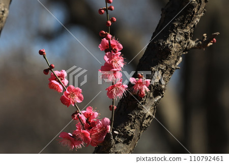 Ume flower 110792461