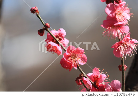 Ume flower 110792479