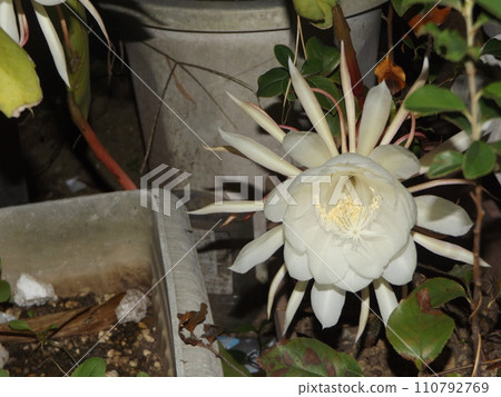 A large white flower of the night beauty that can only be enjoyed for one night A large white flower of the night beauty that can only be enjoyed for one night 110792769