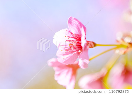 Close-up of cherry blossoms in the background of a bright rape field 110792875