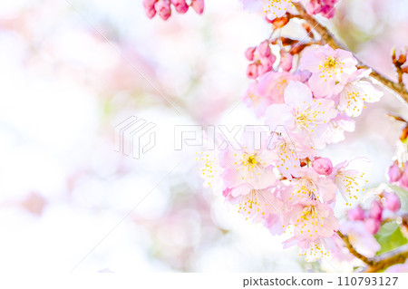 Close-up of bright cherry blossoms in full bloom 110793127