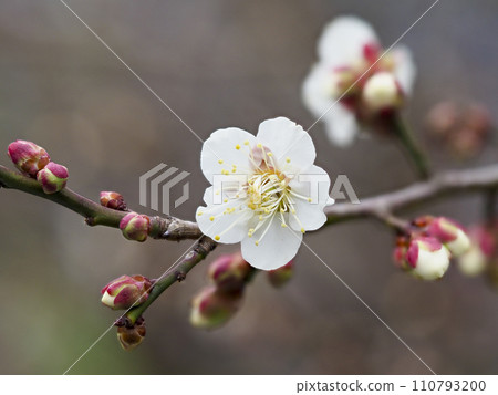 山間梅花盛開 山間梅花盛開 110793200