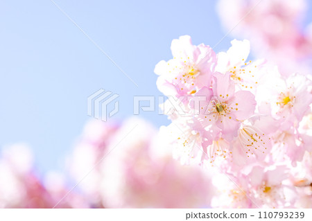 Cherry blossoms in full bloom against the bright blue sky Cherry blossoms in full bloom against the bright blue sky 110793239