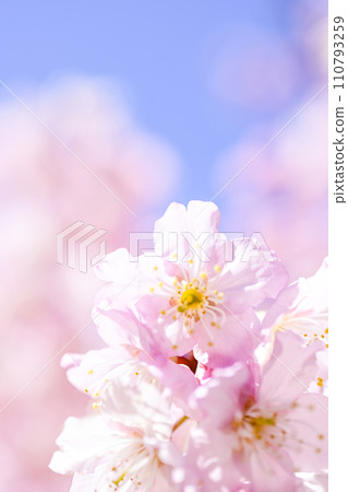 Cherry blossoms in full bloom against the bright blue sky 110793259