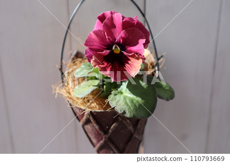 將褶邊三色堇種植在改造罐中 將褶邊三色堇種植在改造罐中 110793669