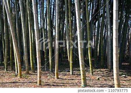 陽光下的竹林，溫暖的冬景 110793775