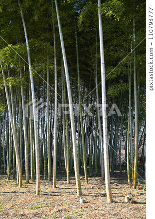 陽光下的竹林，溫暖的冬景 110793777