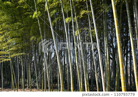 陽光下的竹林，溫暖的冬景 110793779