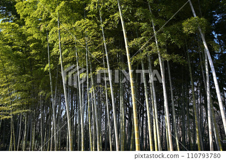Bamboo forest in the sunlight, warm winter scenery 110793780