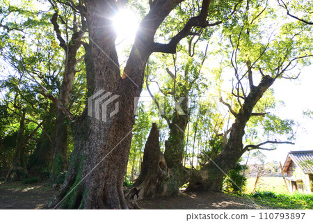 Senbon camphor tree on the approach to Ogomusei Shrine 110793897