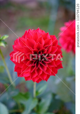 6042 大麗花 小紅帽 110794120