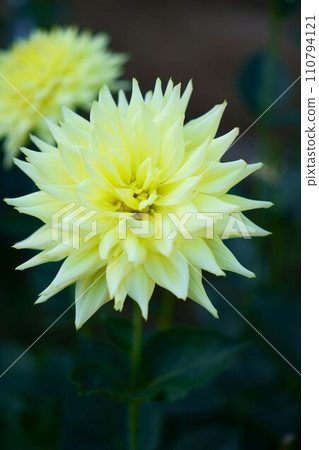 6041 大麗花流星 110794121