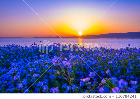 Nemophila and evening view at Maishima Seaside Park, Osaka 110794241