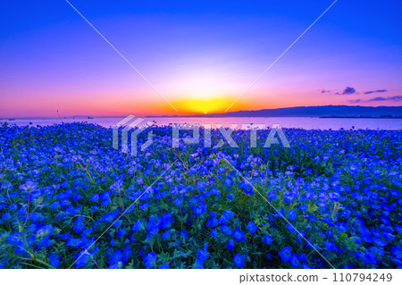 大阪舞島海濱公園的睡蓮與夜景 大阪舞島海濱公園的睡蓮與夜景 110794249