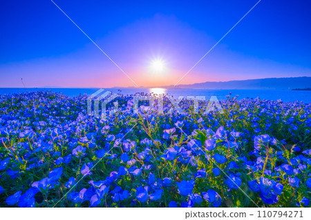 大阪舞洲海濱公園的 Nemophila 和太陽 大阪舞洲海濱公園的 Nemophila 和太陽 110794271