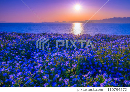 Nemophila and evening view at Maishima Seaside Park, Osaka Nemophila and evening view at Maishima Seaside Park, Osaka 110794272