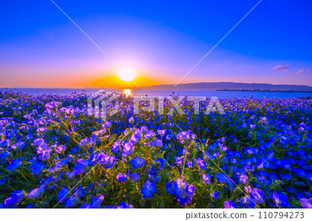 大阪舞島海濱公園的睡蓮與夜景 大阪舞島海濱公園的睡蓮與夜景 110794273